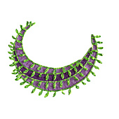 sub