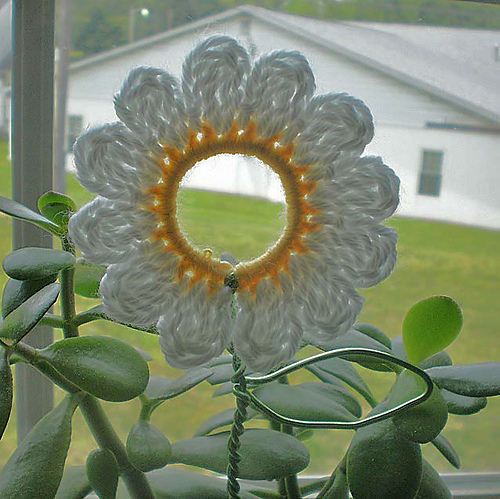 Daisy Plant Poke photo 3