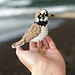 Ringed Plover Bird pattern 