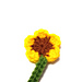 Sunflower Bookmark pattern