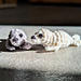 Tiny Seal pattern