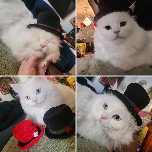 Top Hat Cat Hat photo 3