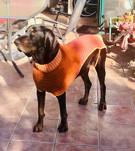 Bespoke Doggie Jumper photo 3