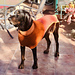 Bespoke Doggie Jumper photo 4