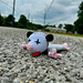 Possum Roadkill pattern 