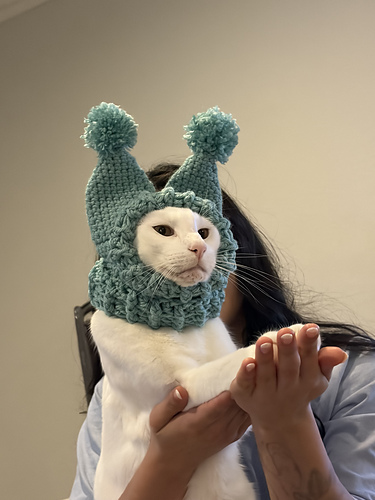 cat hat