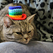 Top hat for cat and dog pattern 