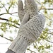 141-23b Veronica - Mittens pattern 