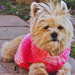 Easy Dog Sweater pattern