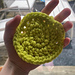 Scrubbie pattern 