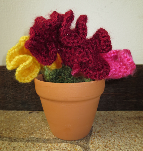 Cockscomb photo 2