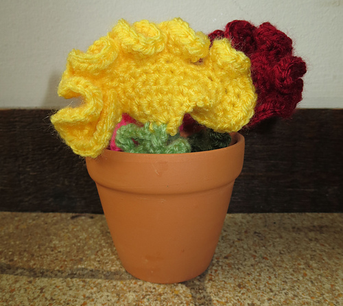 Cockscomb photo 1
