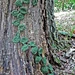 Leafy Vine pattern 