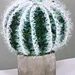 Notocactus pattern 