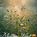 Meadow Wind Socks pattern 