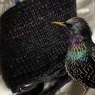 The colors within the black and the sheen of the silk make it look like a starling. (And the cloud name reminds me of a murmuration of starlings)