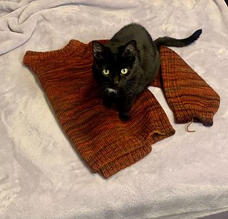 Cat captured pre blocking