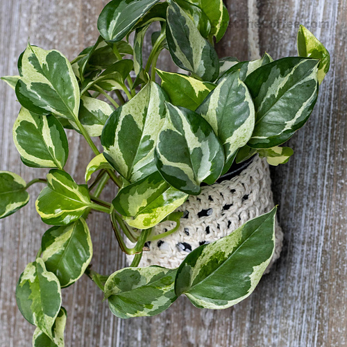 Plant Wall Hanger Basket photo 4
