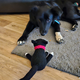 Black and white knitted cat with Winston the border collie puppy