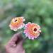 Zinnia Peach Zinderilla pattern 