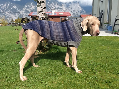Hundepulli Maxi - dog sweater photo 6