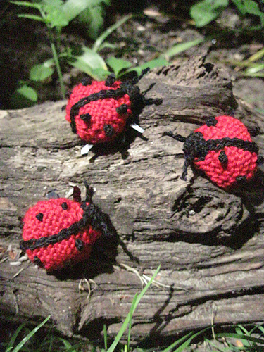 Ladybird photo 5