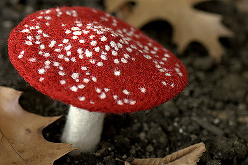Myriads of Mushrooms photo 4