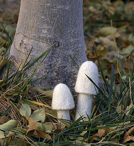 Myriads of Mushrooms photo 2