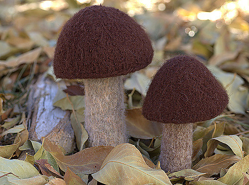 Myriads of Mushrooms photo 3