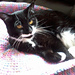 Comfy Kitty photo 4