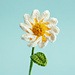 Chamomile Daisy Flower pattern
