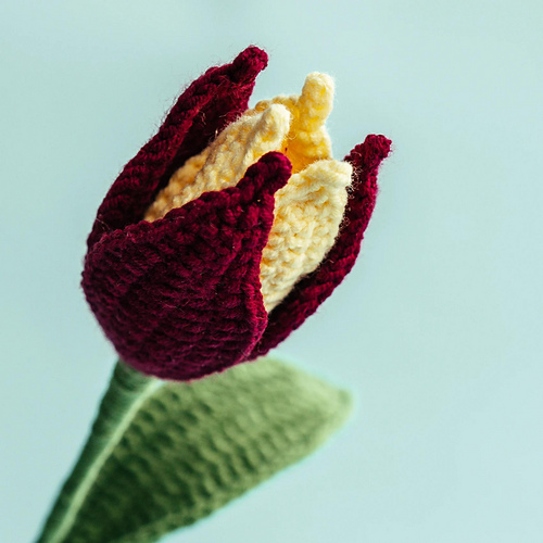 Gavota Tulip