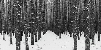 Winter Forest in Black and White is a photograph by Twenty Two North Photography which was uploaded on January 17th, 2019.