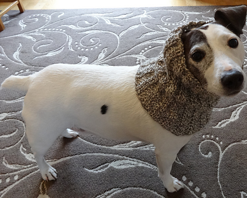 Dog Snood or Neck Warmer photo 3