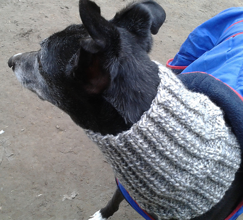 Dog Snood or Neck Warmer photo 1