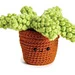 Donkey Tail Succulent pattern 