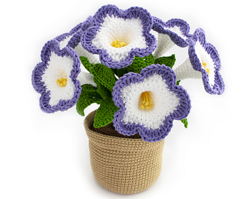 1_Petunia_4468_medium.jpg