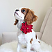 Poinsettia Crochet Dog Collar Flower pattern