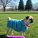 Sissy's Dog Sweater pattern