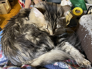 2025-12-02 Thunder-girl napping, while I read through 29 pages of posts in Zemy’s Deck.