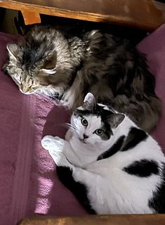 Girl cats Thunder and Sally.