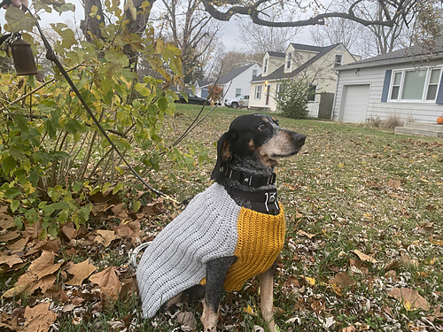 dog sweater knitted Lucky Dog Sweater Kit