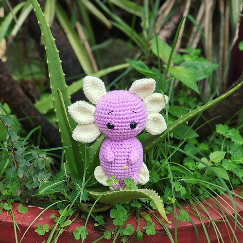 Axolotl photo 9