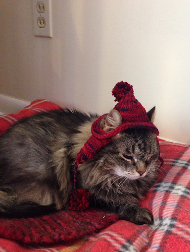 Holly's Hat photo 2