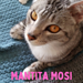 Mantita Mosi, para gatitos pattern 