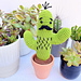 Curtis the Cactus pattern 