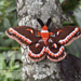 Cecropia Moth pattern 