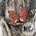Ruddy Daggerwing Butterfly pattern