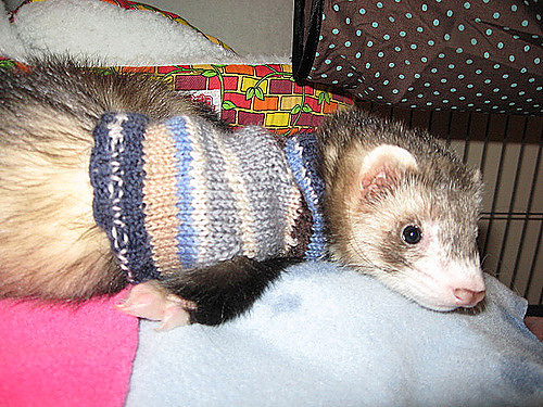 Ferret Genser - byKnittingNinja