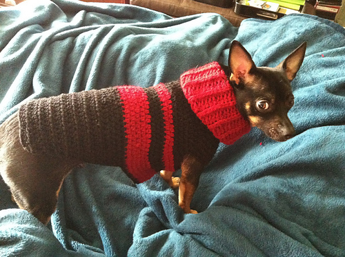 Dog sweater / Hunde-Pulli photo 10